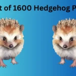 Hedgehog Puns