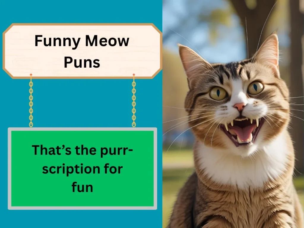 Funny Meow Puns
