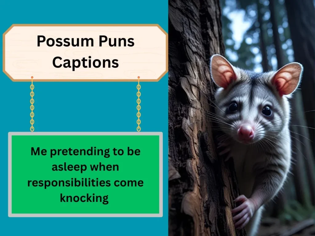 Possum Puns Captions