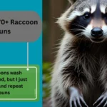 Raccoon Puns