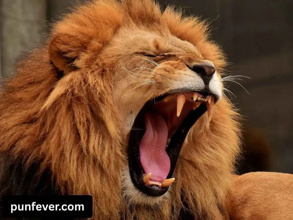 Animal Picture Puns