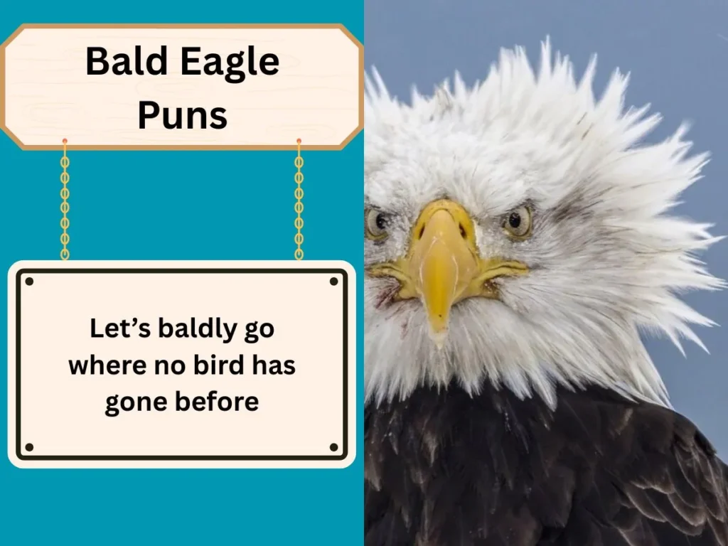 Bald Eagle Puns
