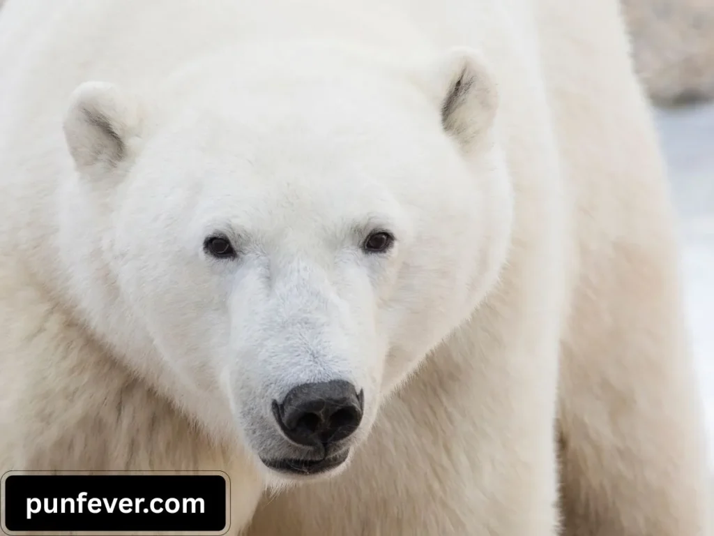 Cute Polar Bear Puns