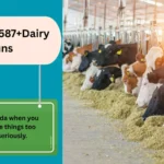 Dairy Puns