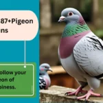 Pigeon Puns 