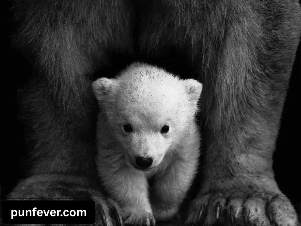 Polar Bear Puns Captions