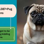 Pug Puns 