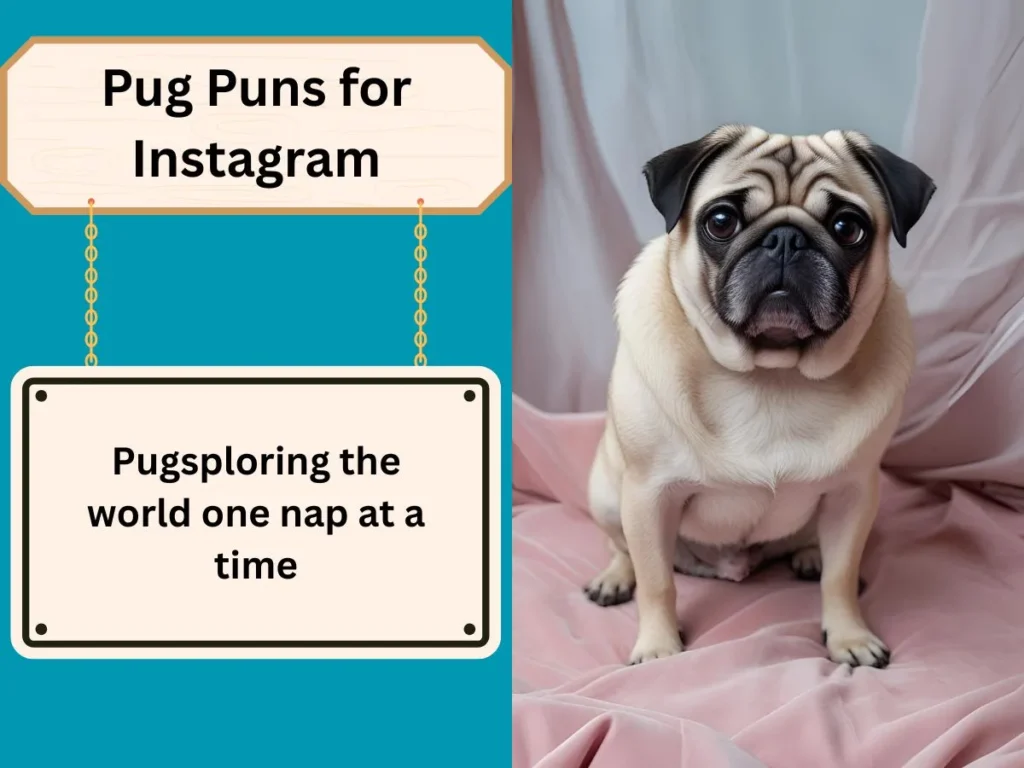 Pug Puns for Instagram