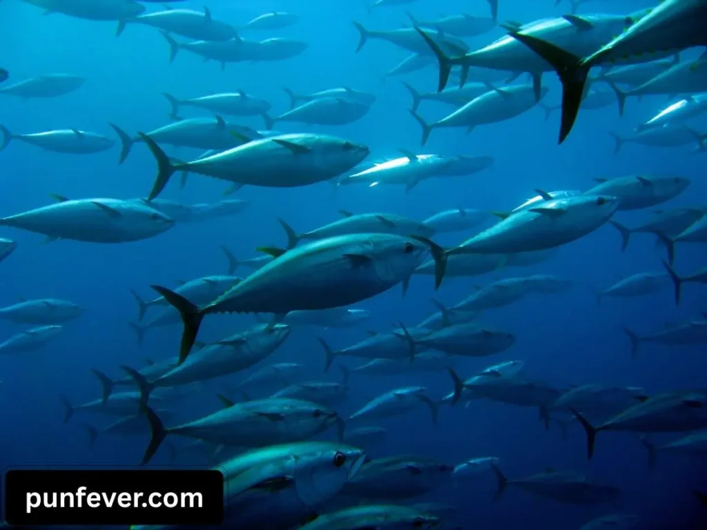 Short Tuna Puns