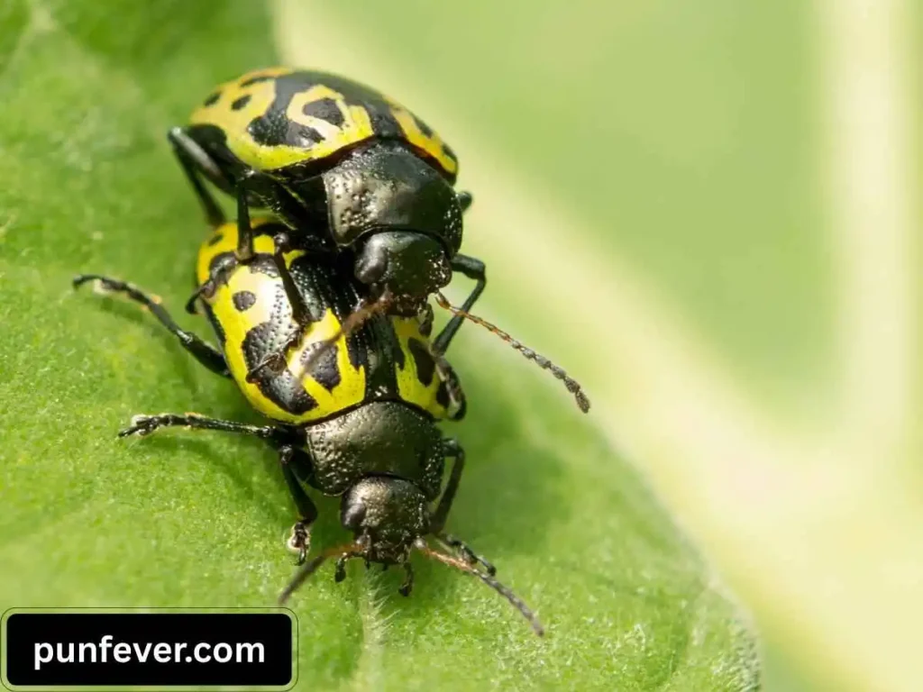 Ladybug Love Puns