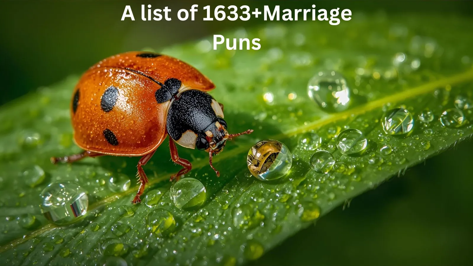 You are currently viewing 1733+Ladybug Puns That Will Bug You with Laughter